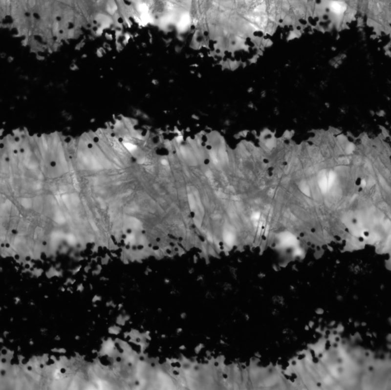 Microscope view of the printed pattern: two dark parallel bands on a lighter, textured background.
